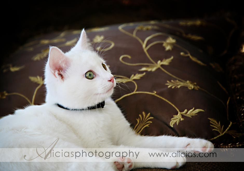 Naperville Photographer...Our Christmas Kitty